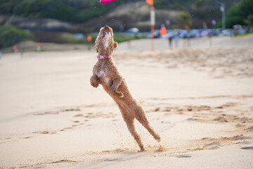 Labradoodle leaps midair on sandy beach to catch a frisbee, ears flying, tongue out—capturing dynamic motion, canine agility, and pure joy in a sunlit coastal scene.