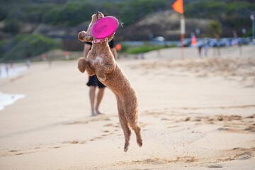 Labradoodle leaps midair on sandy beach to catch a frisbee, ears flying, tongue out—capturing dynamic motion, canine agility, and pure joy in a sunlit coastal scene.