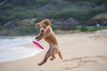 Labradoodle leaps midair on sandy beach to catch a frisbee, ears flying, tongue out—capturing dynamic motion, canine agility, and pure joy in a sunlit coastal scene.