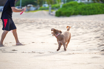 Labradoodle running on sandy beach to catch a frisbee, ears flying, tongue out—capturing dynamic motion, canine agility, and pure joy in a sunlit coastal scene.