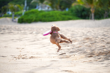 Labradoodle running on sandy beach to catch a frisbee, ears flying, tongue out—capturing dynamic motion, canine agility, and pure joy in a sunlit coastal scene.