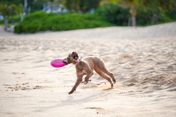 Labradoodle playing on sandy beach attempting to catch a frisbee, with ears flying, tongue out—capturing dynamic motion, canine agility, and pure puppy joy