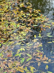 Colorful Autumn Leaves Floating on Calm Water Surface