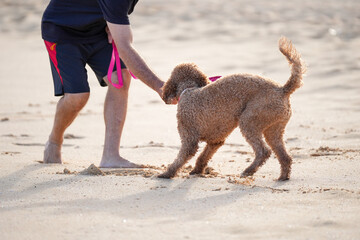 Labradoodle playing on sandy beach with frisbee. Pet owner with leash. Capturing animal having fun on summer day.