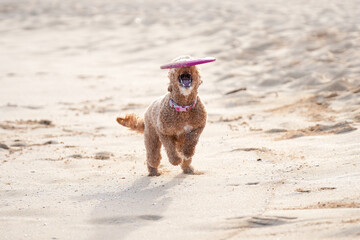 Labradoodle running on sandy beach to catch a frisbee, ears flying, tongue out—capturing dynamic motion, canine agility, and pure joy in a sunlit coastal scene.
