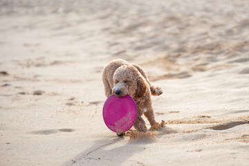 Labradoodle playing on sandy beach with frisbee. Capturing animal having fun on summer day.