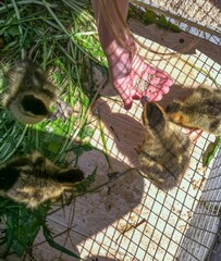 Child Feeding Ducklings by Hand with Grain