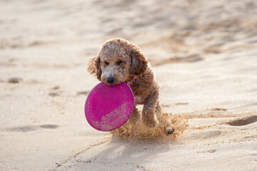 Labradoodle playing on sandy beach with frisbee. Capturing animal having fun on summer day.