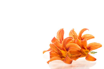 Orange lily flowers with green stems on isolation