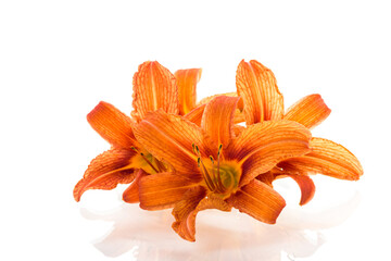 Flower arrangement of orange lilies without background