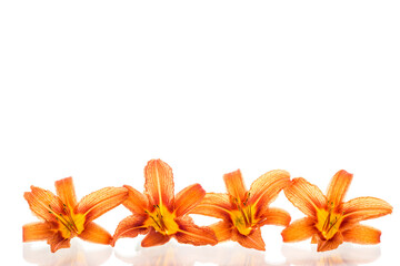 Blooming bouquet of bright orange lilies without background