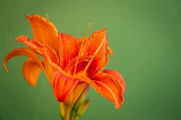 Bright orange lilies on green background
