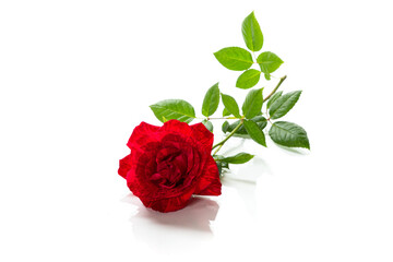 Fototapeta premium Symbol of love passion and romance rose