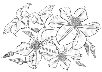 The bouquet of flowers illustration in hand-drawn style.