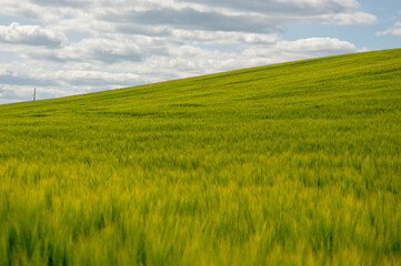 Golden waves of wheat dance in the wind, capturing the essence of rural life under a bright blue...