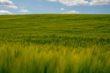 A lush wheat field stretches across the landscape, bathed in sunlight with fluffy clouds lazily...
