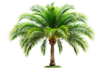 A vibrant green palm tree with lush fronds stands tall, isolated on transparent background, evoking a tropical paradise