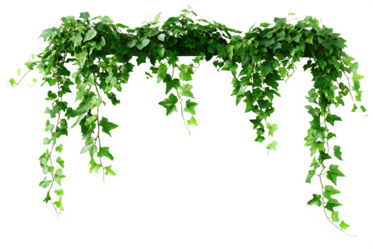Green ivy vine cascading isolated on a transparent background