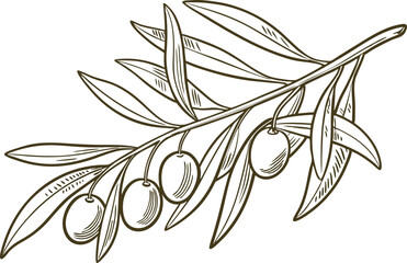 hand drawn olive branch Vector