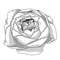 The illustration of a rose black and white in hand-drawn style.