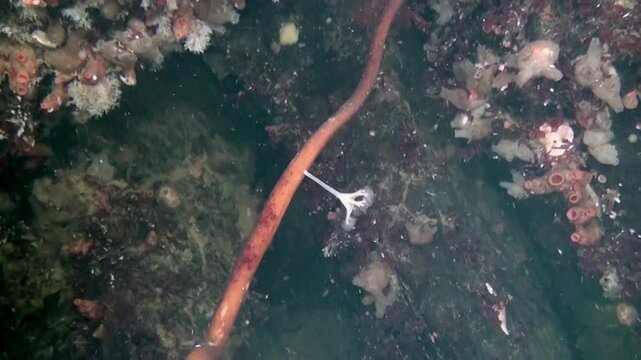 A long nemertean worm curves through the dim Arctic depths, near a small starfish, surrounded by a colorful reef of coral and sponges in the White Sea.