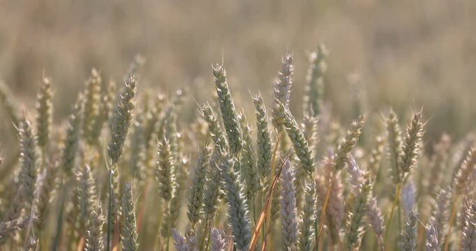 cornfield in the golden evening light close up