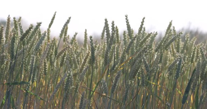 cornfield waving in the wind