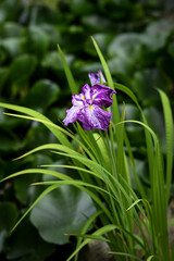 purple iris flower in the garden