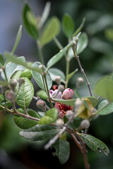 Feijoa sellowiana or quirina in bloom 