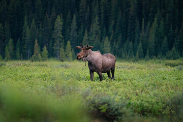 A wild moose walking in its natural forest habitat.