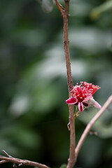 Feijoa sellowiana or quirina in bloom 