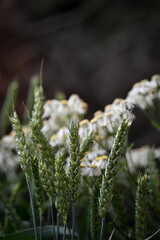 Barley and chamomile flower in the garden 
