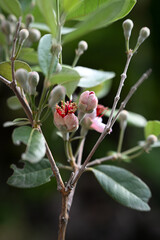 Feijoa sellowiana or quirina in bloom 