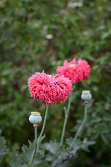 Poppy flower and seeds in the garden 