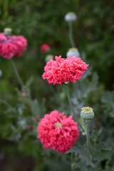 Poppy flower and seeds in the garden 