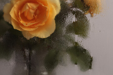 Smoke selected soft focus Yellow Rose Flower bouquet through glass with wet flow water drops....