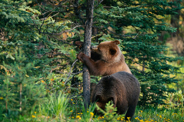 A wild grizzly cubs playing along the roadside in their natural forest habitat