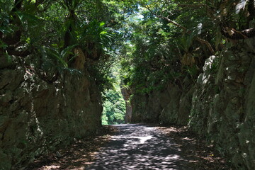 沖縄 国頭 戻る道 