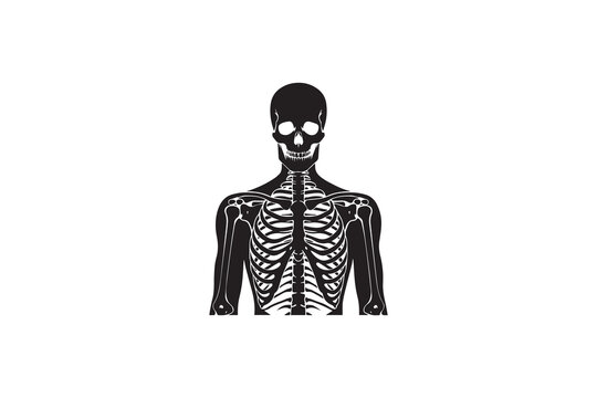 black skeleton anatomy on white background clip art preview