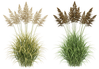 Two bunches of ornamental grasses, one green and one brown, isolated on transparent background