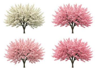 Fototapeta premium Four trees with pink and white blossoms, isolated on transparent background