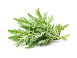 Wormwood herb isolated on white background