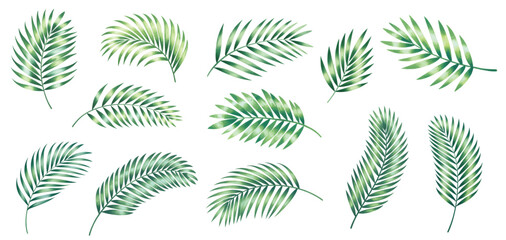 Watercolor tropical palm leaf collection in hand drawn botanical style. Watercolor hand painted tropical foliage with various palm leaves.
