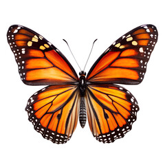 Fototapeta premium A monarch butterfly with open wings isolated on transparent background