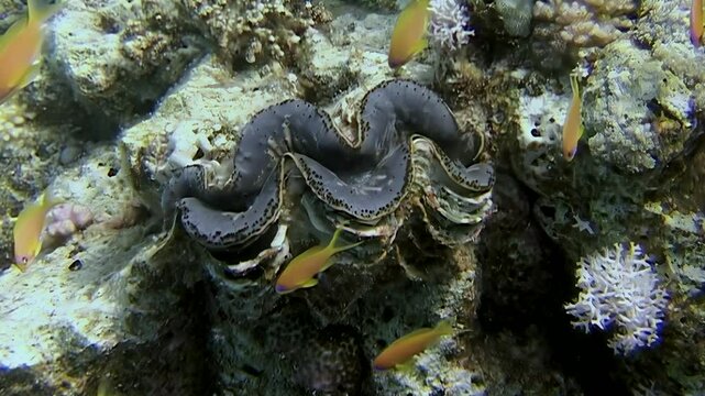 Witness the majesty of a Giant Clam nestled amongst the vibrant coral reef system in the Red Sea. Various colorful reef fish glide around the majestic clam during the bright daylight hours.