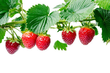 Freshly grown strawberries hanging on a branch isolated