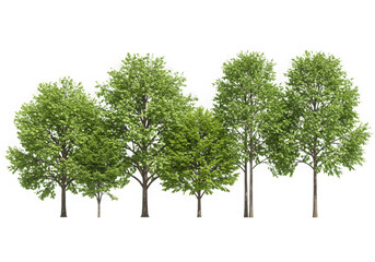 Seven green trees of different sizes, isolated on transparent background