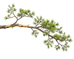 A detailed pine tree branch with green needles isolated on a white background, showcasing the beauty of evergreen nature in a studio shot