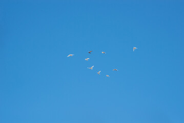 Group of birds in flight in the air.