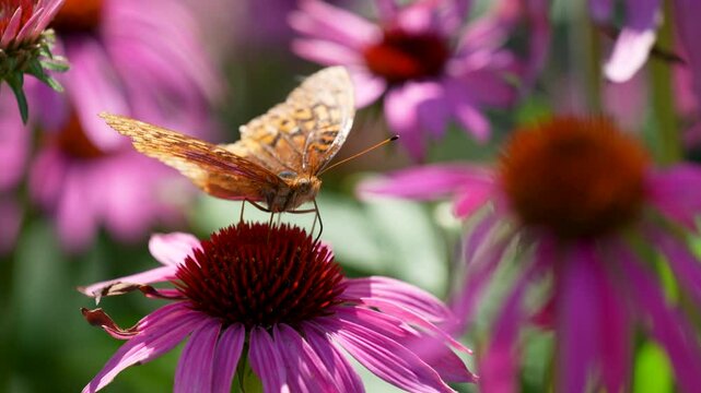 variegated flitillary collects pollen and nectar on purple coneflower